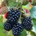 Ежевика ОУАЧИТА бесшипная в Ставрополе