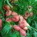 Нектарин КОНЦЕТТИНА в Ставрополе