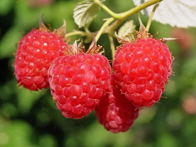 саженцы малины