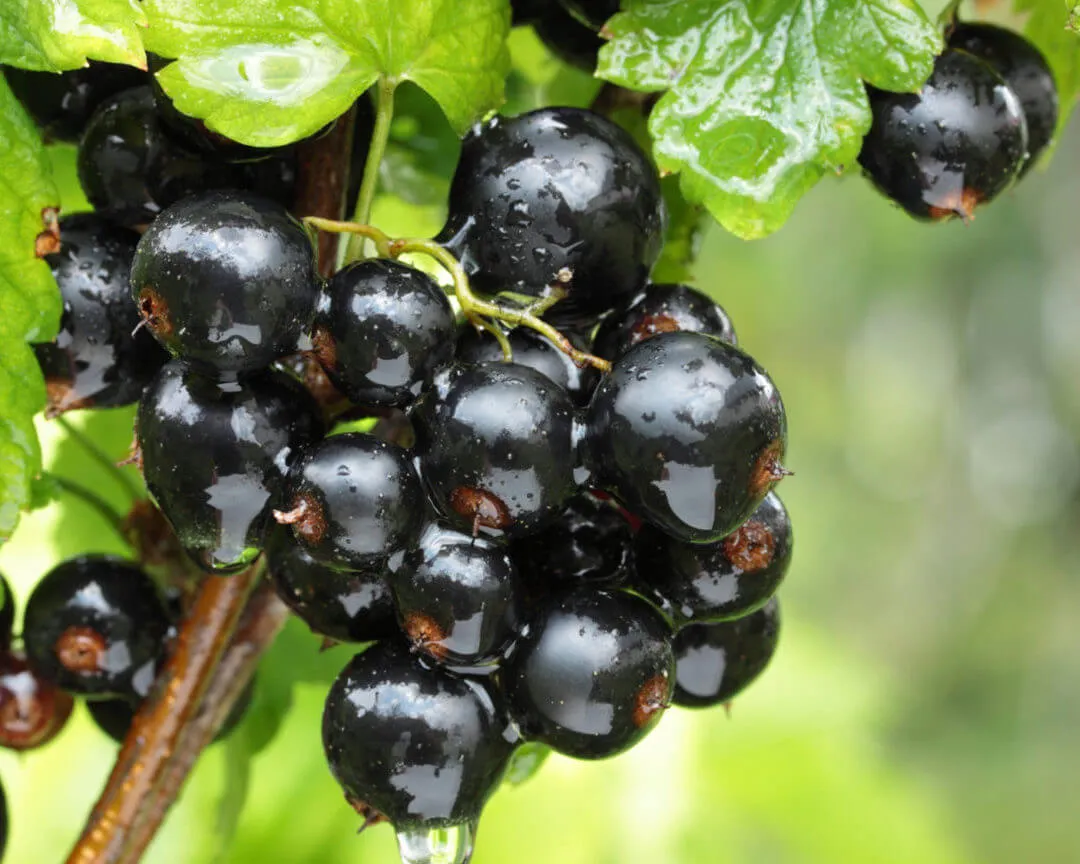 Смородина саженцы Смородина саженцы