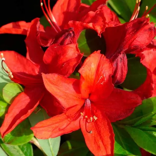 Азалия НАБУКО листопадная  Азалия НАБУКО листопадная в Ставрополе