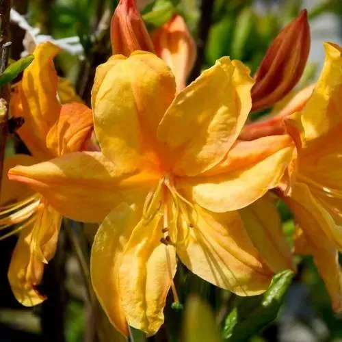 Азалия ГОЛДЕН ЛАЙТС листопадная  Азалия ГОЛДЕН ЛАЙТС листопадная в Ставрополе