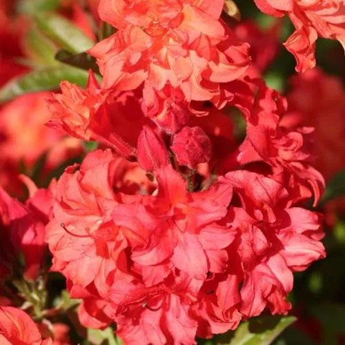 Азалия ФОЙЕРКОПФЕН крупноцветковая  Азалия ФОЙЕРКОПФЕН крупноцветковая в Ставрополе