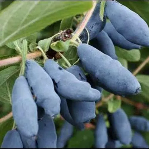 Жимолость съедобная СИНИЙ ШАРИК  Жимолость съедобная СИНИЙ ШАРИК в Ставрополе