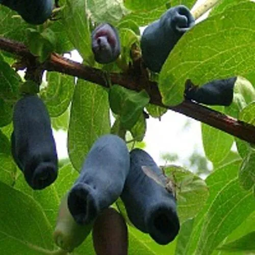 Жимолость съедобная НАРЫМСКАЯ  Жимолость съедобная НАРЫМСКАЯ в Ставрополе