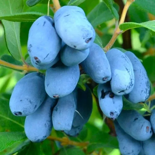 Жимолость съедобная СЕРДЦЕ ГИГАНТА  Жимолость съедобная СЕРДЦЕ ГИГАНТА в Ставрополе