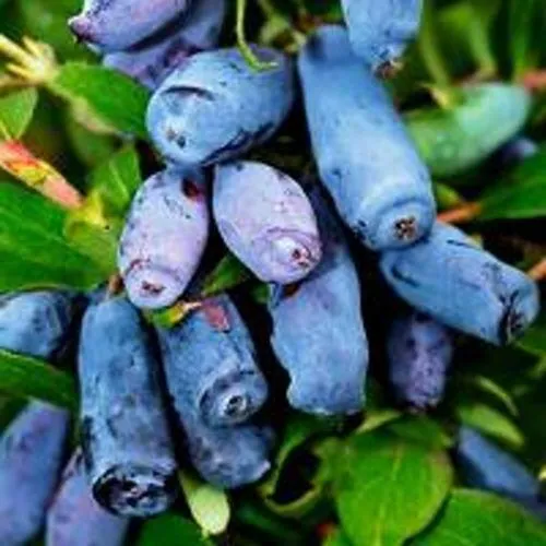 Жимолость съедобная ВОЛХОВА  Жимолость съедобная ВОЛХОВА в Ставрополе