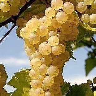 Неукрывные сорта   Неукрывные сорта  в Ставрополе