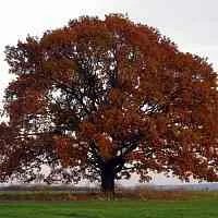 Дуб скальный  Дуб скальный в Ставрополе