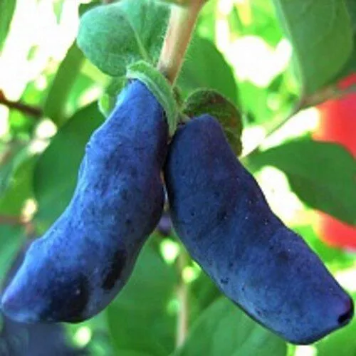 Жимолость съедобная БАКЧАРСКИЙ ВЕЛИКАН  Жимолость съедобная БАКЧАРСКИЙ ВЕЛИКАН в Ставрополе