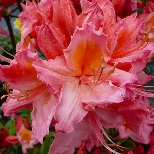 Азалия ПИНК ДЕЛАЙТ листопадная	  Азалия ПИНК ДЕЛАЙТ листопадная	 в Ставрополе