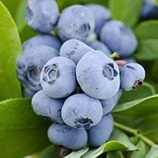 Ранние сорта  Ранние сорта в Ставрополе