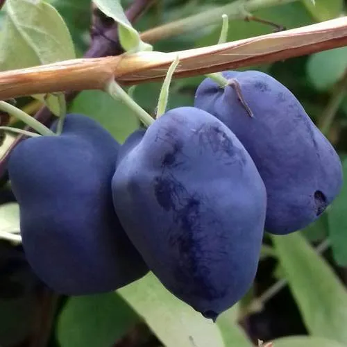 Жимолость съедобная БОРЕАЛ БЬЮТИ (СЕВЕРНАЯ КРАСАВИЦА)  Жимолость съедобная БОРЕАЛ БЬЮТИ (СЕВЕРНАЯ КРАСАВИЦА) в Ставрополе