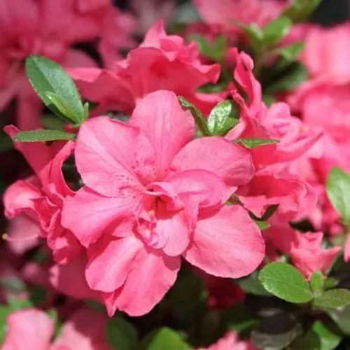 Азалия РОКОКО японская  Азалия РОКОКО японская в Ставрополе