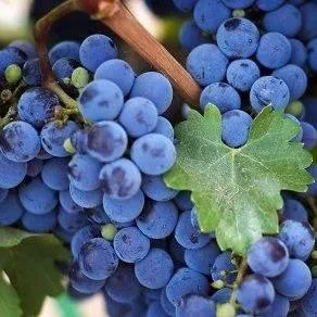 Винный   Винный  в Ставрополе