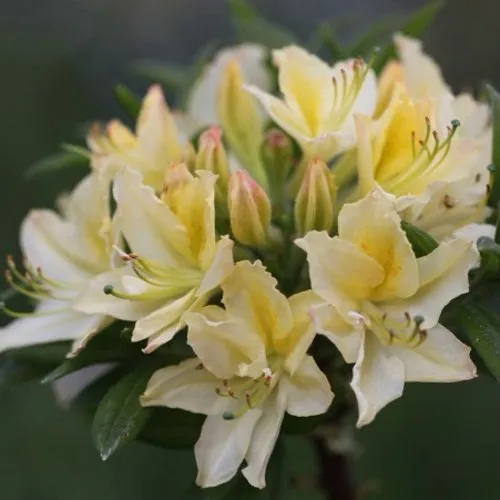 Азалия ДАВИЗИ листопадная  Азалия ДАВИЗИ листопадная в Ставрополе