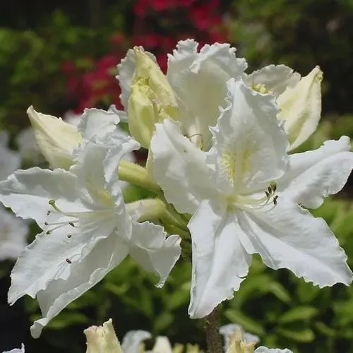 Азалия ОКСИДОЛ листопадная  Азалия ОКСИДОЛ листопадная в Ставрополе