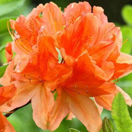 Азалия ГЕЙША ОРАНЖ японская  Азалия ГЕЙША ОРАНЖ японская в Ставрополе