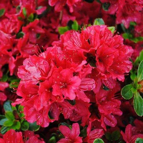 Азалия ХИНО КРИМСОН японская  Азалия ХИНО КРИМСОН японская в Ставрополе