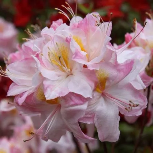 Азалия САТОМИ японская  Азалия САТОМИ японская в Ставрополе