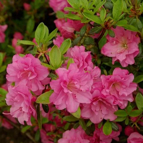 Азалия РОЗИНЕТТА японская  Азалия РОЗИНЕТТА японская в Ставрополе