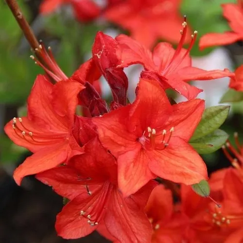 Азалия ПАРКФАЕР листопадная  Азалия ПАРКФАЕР листопадная в Ставрополе