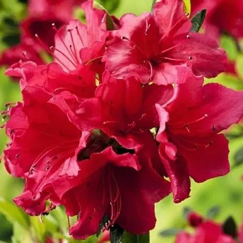 Азалия АРАБЕСК японская  Азалия АРАБЕСК японская в Ставрополе