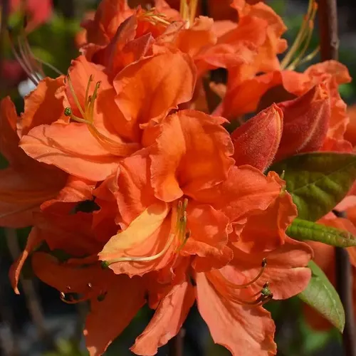 Азалия МАНДАРИН ЛАЙТС листопадная  Азалия МАНДАРИН ЛАЙТС листопадная в Ставрополе