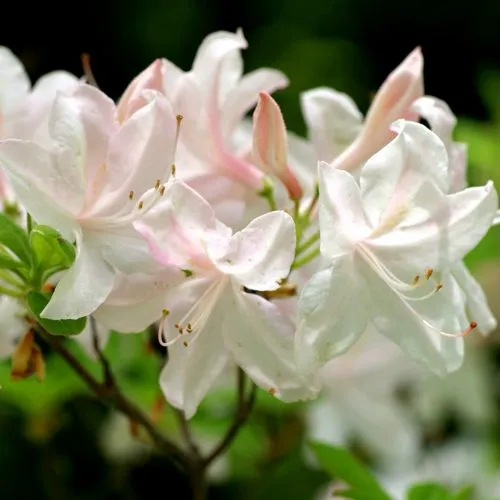Азалия УАЙТ ЛАЙТС листопадная  Азалия УАЙТ ЛАЙТС листопадная в Ставрополе