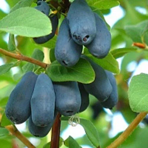 Жимолость съедобная ЮГАНА  Жимолость съедобная ЮГАНА в Ставрополе