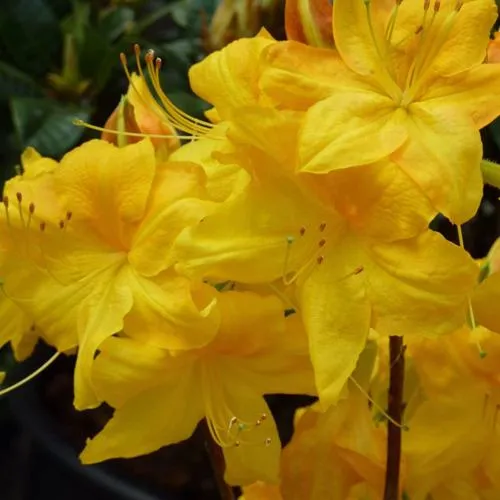 Азалия ЛИМЕТТА листопадная   Азалия ЛИМЕТТА листопадная  в Ставрополе