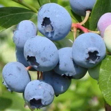 Поздние сорта  Поздние сорта в Ставрополе