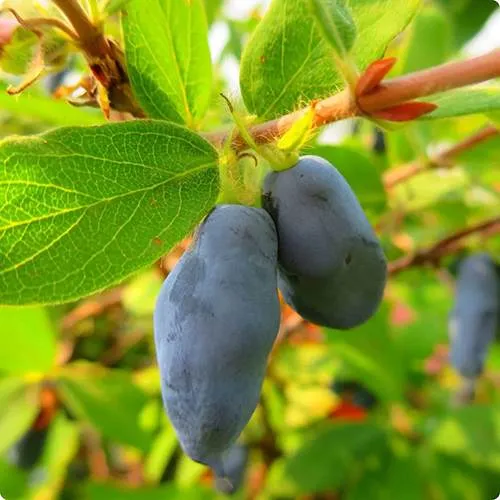 Жимолость съедобная БОРЕАЛ БЛИЗЗАРД (СЕВЕРНАЯ МЕТЕЛЬ)  Жимолость съедобная БОРЕАЛ БЛИЗЗАРД (СЕВЕРНАЯ МЕТЕЛЬ) в Ставрополе