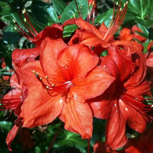 Азалия ДОЛОРОСО листопадная  Азалия ДОЛОРОСО листопадная в Ставрополе