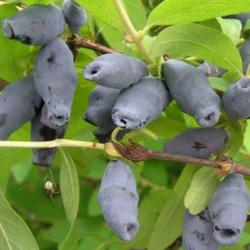 Жимолость съедобная РОКСАНА  Жимолость съедобная РОКСАНА в Ставрополе