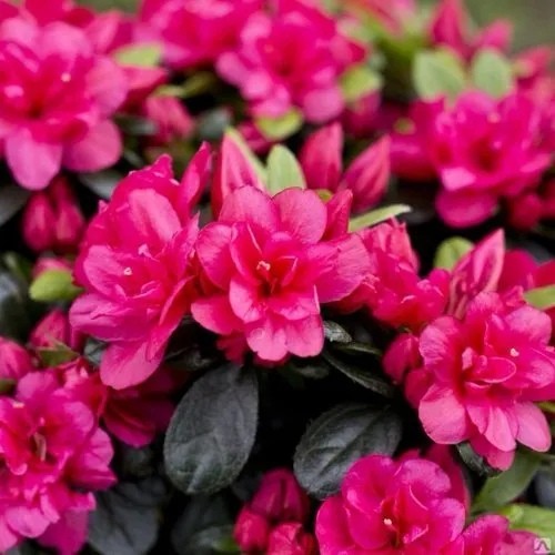 Азалия КАНЗОНЕТТА японская  Азалия КАНЗОНЕТТА японская в Ставрополе