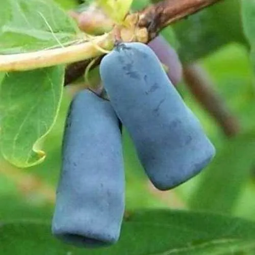 Жимолость съедобная ЗИНРИ  Жимолость съедобная ЗИНРИ в Ставрополе