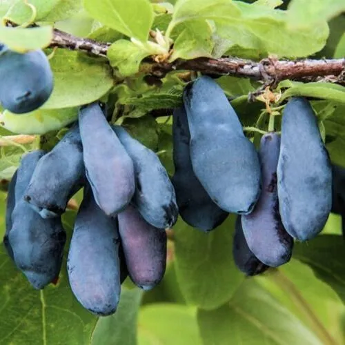 Жимолость съедобная СИБИРЯЧКА  Жимолость съедобная СИБИРЯЧКА в Ставрополе