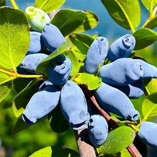 Жимолость съедобная АВРОРА  Жимолость съедобная АВРОРА в Ставрополе