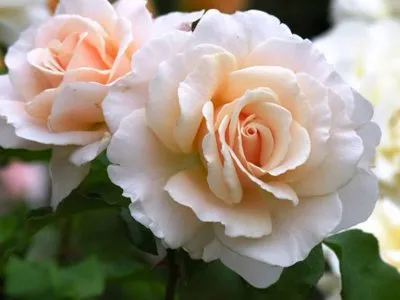 Розы французкие.jpg Розы французкие.jpg