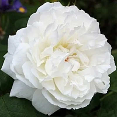 Саженцы роз ВИНЧЕСТЕР КАФЕДРАЛ английская  Саженцы роз ВИНЧЕСТЕР КАФЕДРАЛ английская в Ставрополе