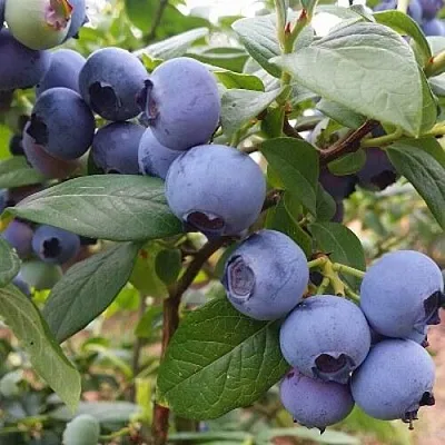 Голубика БЛЮГОЛД  Голубика БЛЮГОЛД в Ставрополе