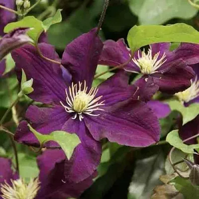 Клематис ГЕРОИ ВАРШАВЫ в Ставрополе
