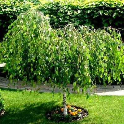 Береза  Береза в Ставрополе