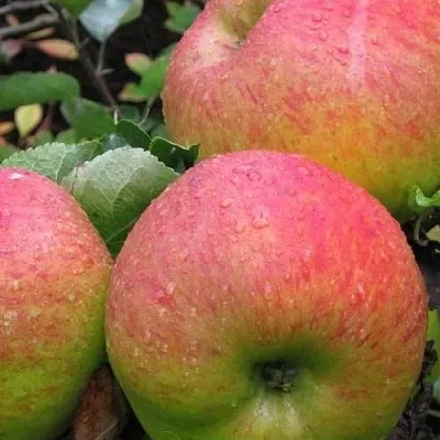 Яблоня ЯБЛОЧНЫЙ СПАС  Яблоня ЯБЛОЧНЫЙ СПАС в Ставрополе