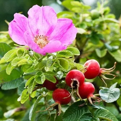 Шиповник  в Ставрополе