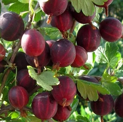 Крыжовник ХИННОМАКИ РОТ в Ставрополе