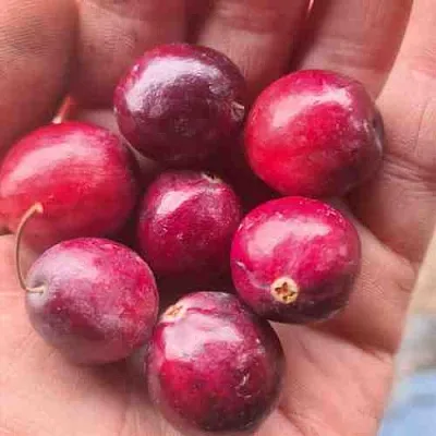 Клюква БАИН 6  Клюква БАИН 6 в Ставрополе