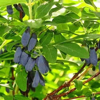 Жимолость съедобная ЛЕБЁДУШКА  Жимолость съедобная ЛЕБЁДУШКА в Ставрополе