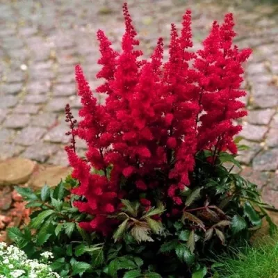 Астильба ГЛАТ Арендса — описание сорта Астильба ГЛАТ Арендса в Ставрополе